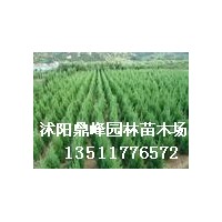 供應(yīng):蜀檜,地柏,金葉女貞,紅葉小糪,龍柏,紅王子錦帶