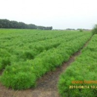 山東黑松樹(shù)苗 山東黑松容器苗 山東黑松容器苗價(jià)格