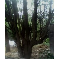 出售草坪 馬里拉 百慕大 樸樹 三角楓 楓楊