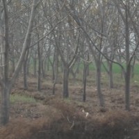 國(guó)槐 側(cè)柏 白皮松 油松 臭椿 雪松 杏樹(shù) 桃樹(shù)