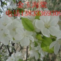 出售八棱海棠樹(shù)