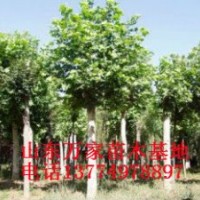 供應(yīng)5-50公分法桐