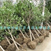 綠化用樹 工程樹 八月桂花樹低價批發(fā)