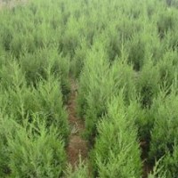 供應(yīng)檜柏,塔柏,蜀檜,地柏,紅葉小檗,金葉女貞