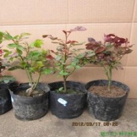 大花月季苗批發(fā)江蘇正規(guī)苗圃供應(yīng)大花月季盆栽