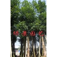 福建秋楓報價,福建秋楓供應(yīng),秋楓產(chǎn)地直銷