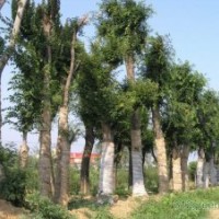 2013年最新皂莢上車價