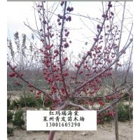 北美海棠 紅葉櫻花 加拿大紅櫻 挪威楓紅國(guó)王 紅葉白蠟 復(fù)葉槭