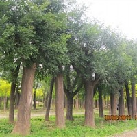 白臘.法桐.國槐.3-20公分