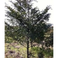 紅豆杉苗木地莖1-8CM