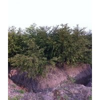 紅豆杉苗木高度價(jià)格