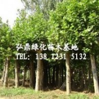 供應(yīng)法桐樹，法桐樹價(jià)格，法桐規(guī)格齊全