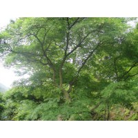 南洲花木合作社紅楓,羽毛楓,西府海棠