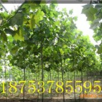 2公分法桐小苗價(jià)格規(guī)格齊全成活率高
