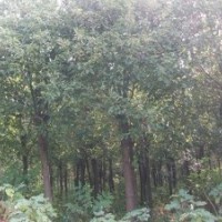 供應(yīng)20公分國(guó)槐