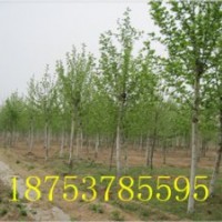 9公分速生法桐桿直樹形優(yōu)美懸鈴木法桐小苗