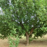 八棱海棠樹 基地直供 歡迎選購