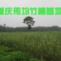 竹柳3號(hào)經(jīng)濟(jì)效益分析