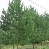 1米松樹1米松樹苗1.2米松樹1.2米松樹苗(圖)