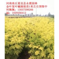 長期供應金葉復葉槭