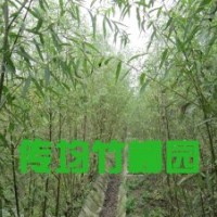 美國竹柳專賣店 正宗竹柳 竹柳大全 竹柳大苗4米