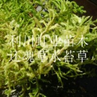 供應(yīng)湖北利川野生蕨類植物卷柏還魂草（打不死）