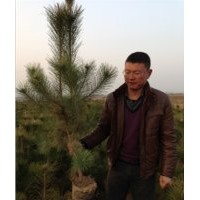 臨沂油松基地直銷油松苗