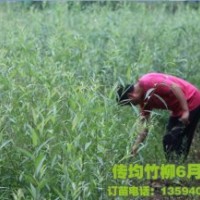 竹柳,美國竹柳,竹柳3號(hào)