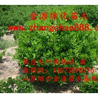 供應(yīng)山東招遠(yuǎn)大葉黃楊球苗