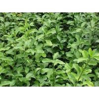 出售朝鮮黃楊 膠東衛(wèi)矛 沙地柏 連翹