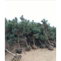 2013油松10-50公分供應(yīng)