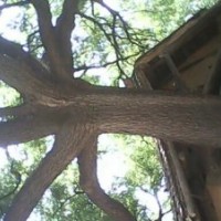 直供國槐，帶帽國槐，原生國槐