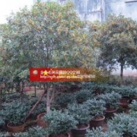 盆栽桂花長(zhǎng)期出售