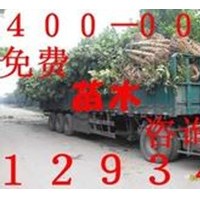 大葉女貞，大葉女貞價格，大葉女貞基地