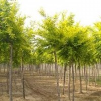 金葉榆價格優(yōu)惠