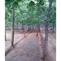 基地供應(yīng)銀杏樹，歡迎實(shí)地考察