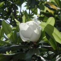 廣玉蘭，廣玉蘭小苗，潢川廣玉蘭