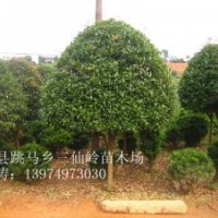 供應(yīng)桂花樹