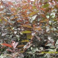 2013年農(nóng)戶急售【芽】高原之火，亞當(dāng)，