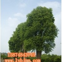 最新香樟價格、瀏陽香樟價格請選瀏陽柏加苗木合作社