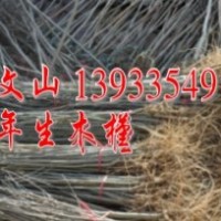 急售木槿 紫穗槐 金娃娃萱草 需要者速聯系