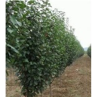 河北八棱海棠樹