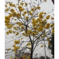 黃花風(fēng)鈴木