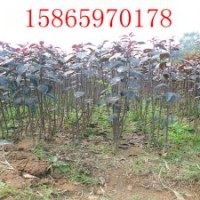 出售自家北美海棠系列綠化苗木