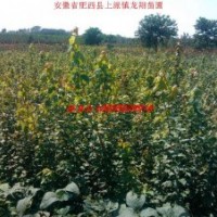 安徽熱銷苗木-大葉女貞、三角楓小苗、紅葉李