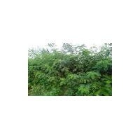 刺槐樹、刺槐小苗（6公分刺槐、8公分刺槐、10公分刺槐）