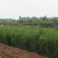 綠化苗 側(cè)柏苗 側(cè)柏種子