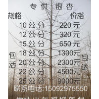 銀杏嫁接樹,銀杏小苗種子,銀杏實生樹