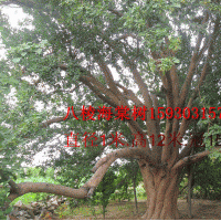 八棱海棠樹，山杏，低價出售，低價精品