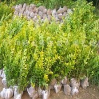 供應(yīng) 衛(wèi)矛、扶芳藤、金葉女貞、大葉黃楊、小葉黃楊、金邊黃楊、